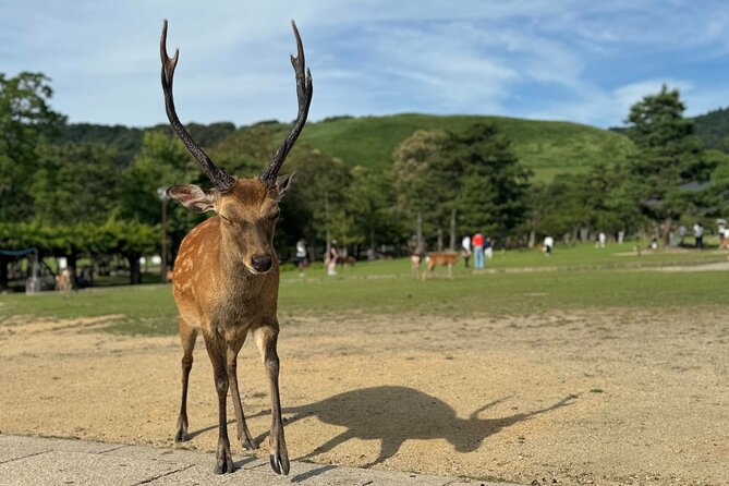 Nara: Half-Day Private Tour of 4 Must-See Spots & Deer Park - Naramachi Area