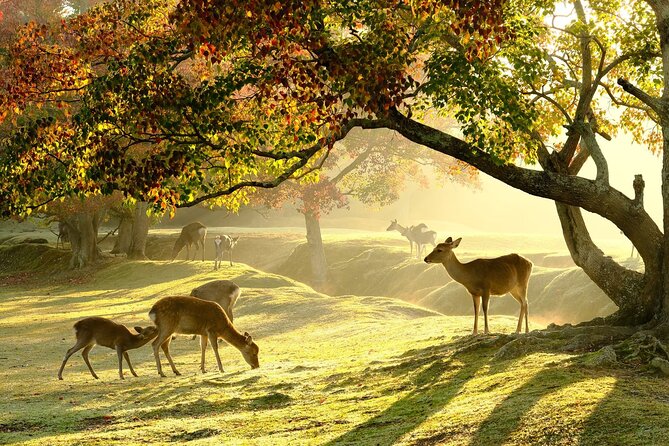 Nara Half Day Walking Tour - Tour Inclusions and Exclusions
