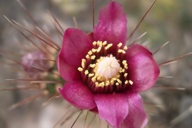 Nature Walk/Hike Tour Near Disneyland: ID Plants & Wildlife - Things To Known
