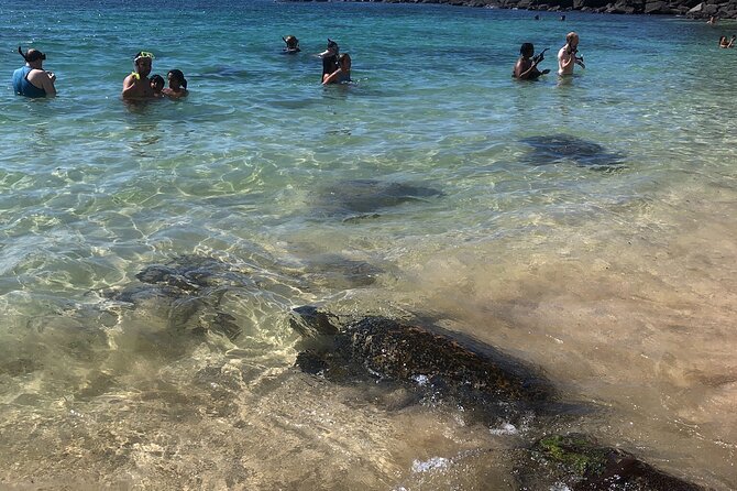 North Shore / Waimea, Falls Day & Swim With Turtles - Logistics and Booking Information