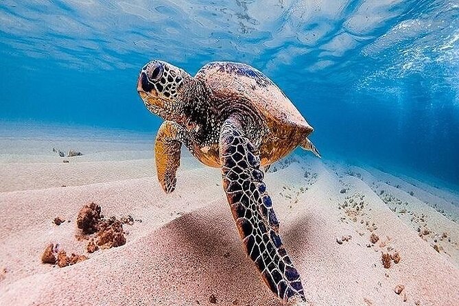 Oahu Grand Circle Island Experience From Waikiki - Exploring the Oahu Grand Circle Tour