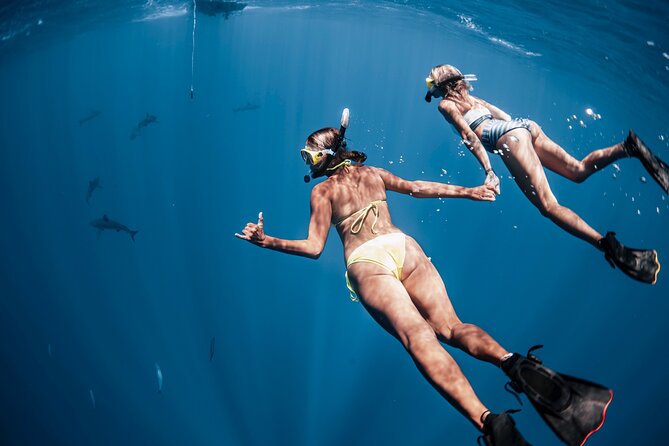 Oahu Open Water Shark Diving Experience - Conservation and Environmental Impact