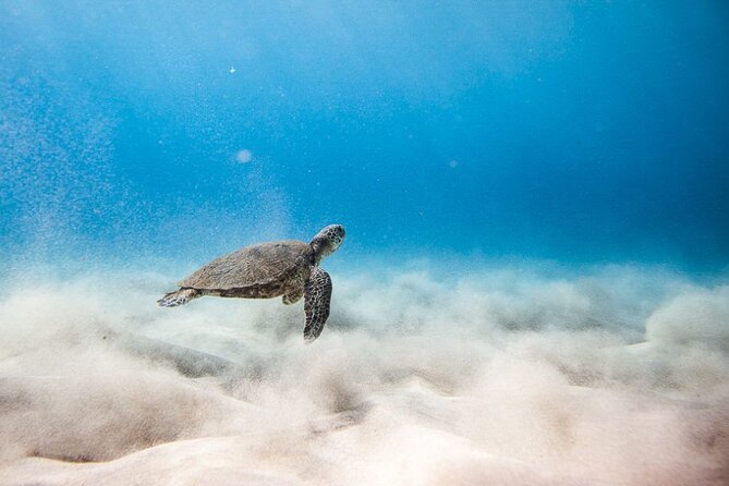 Oahu's Cheapest Circle Island Tour Review - Booking and Cancellation Policy