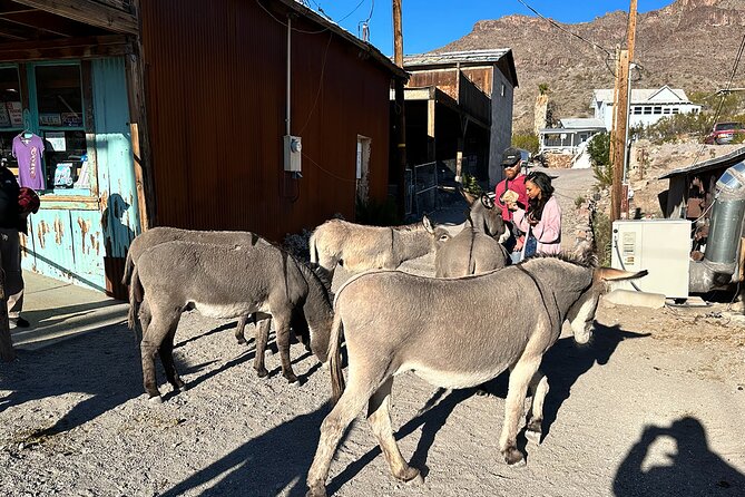 Oatman Mining Camp, Burros, Scenic RT 66 Direct From Las Vegas - Discovering Historic Route 66