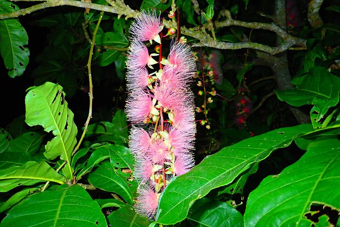 Okinawa Iriomote Sagaribana Watching Tour June to August Only - Frequently Asked Questions