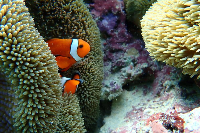 [Okinawa Miyako] Natural Aquarium! Tropical Snorkeling With Colorful Fish! - Additional Notes and Considerations