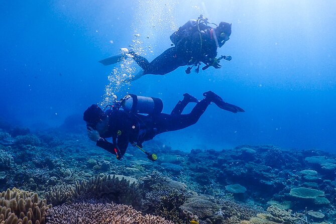 Okinawa Scuba Diving for Certified Divers (3 Boat Dives + Lunch) - Guest Feedback and Reviews