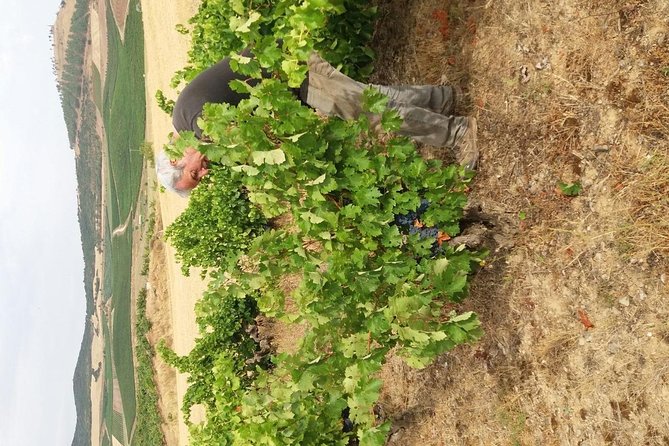 Olive Oil and Navarre Winery Visit With Tastings and Lunch in Small Group Tour - Booking and Confirmation