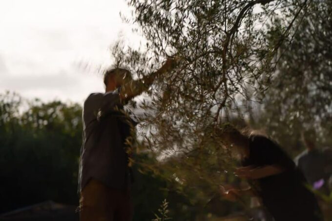 Olive Oil Evening A Journey of Taste, Tradition and Horses - Included Services and Amenities
