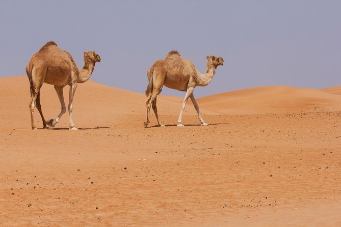 Oman Desert Experience - Wahiba Sands - Frequently Asked Questions