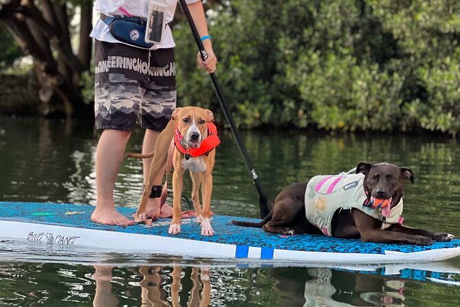 Paddle Board Haleiwa With Rescue Dogs - Frequently Asked Questions