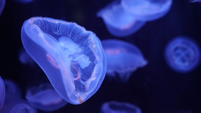 Paris: Aquarium De Paris Entrance Ticket - Cancellation and Payment Options