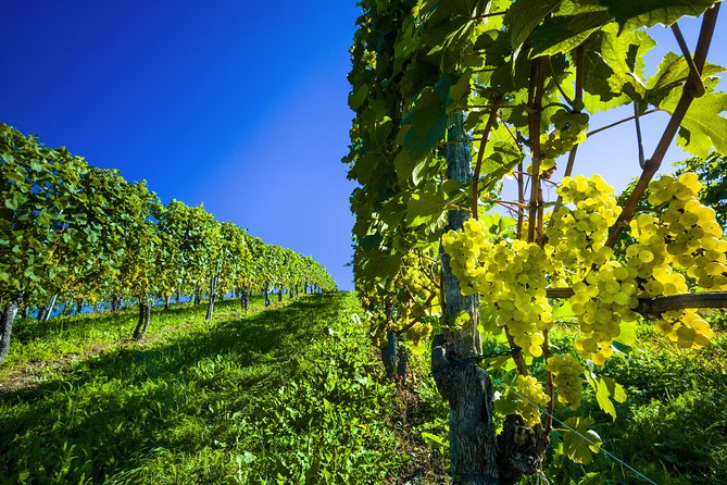 Paso Robles Wine Adventure With Pickup From Atascadero, CA - Traveler Reviews and Ratings