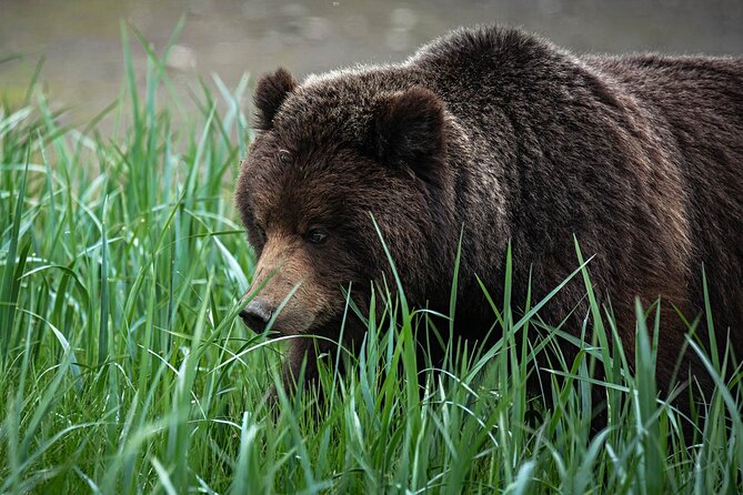 Peak Season Bear Viewing By Seaplane - Frequently Asked Questions
