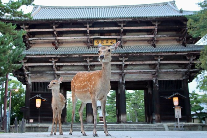 Perfect Nara Park Half-Day Bus Tour With English Speaking Guide - Visiting Todaiji Temple