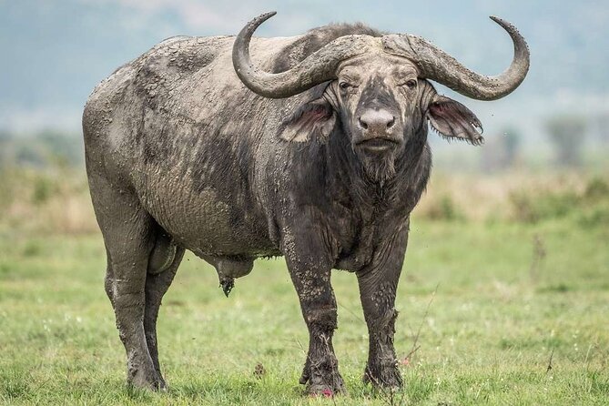 Pilanesberg Full Day Safari - Frequently Asked Questions