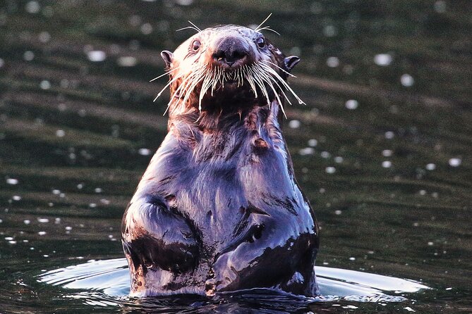 Premier Whale Watching and Wildlife Tour - Must-Do Experience in Sitka