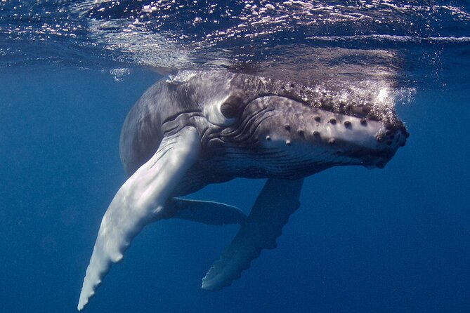 Premium Afternoon Scuba Tour for All Experience Levels - Frequently Asked Questions
