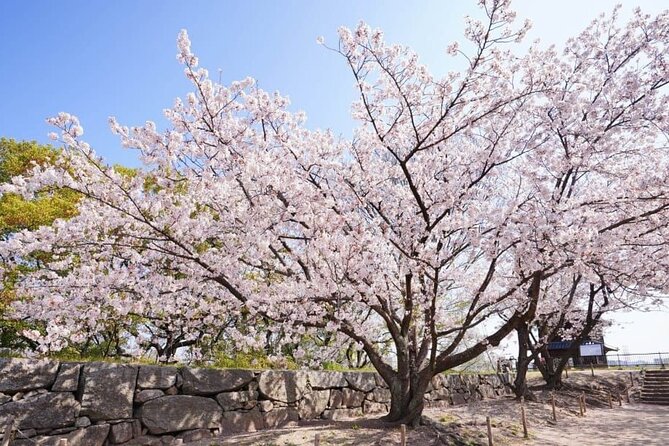 Private and Unique Fukuoka Cherry Blossom Sakura Experience - Hotel Meet-up Option