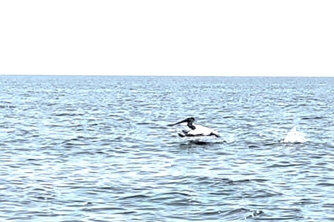 Private Charters on Saginaw Bay for Fishing or Birdwatching - Things To Known