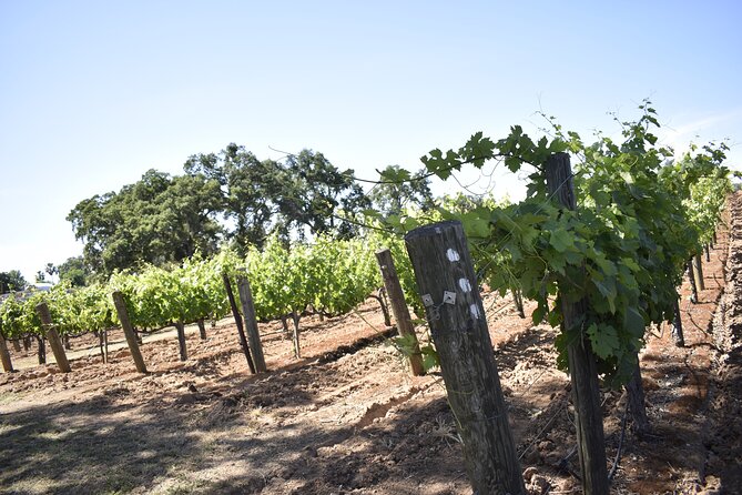 Private, Customized Napa Valley Wine Tasting Tour 10 Passenger - Explore Napa and Sonoma Wineries