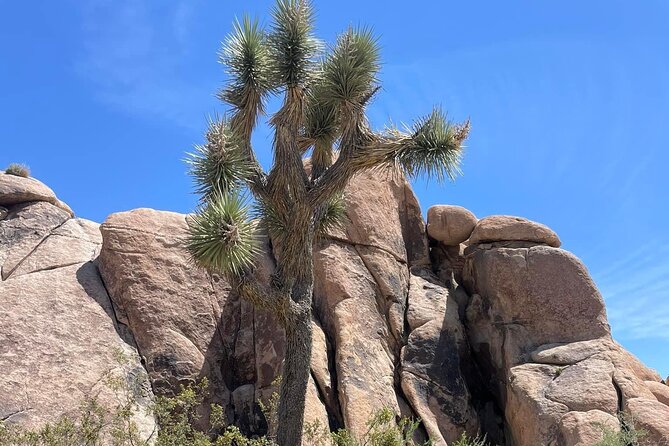 Private Day Tour to Joshua Tree National Park From San Diego - Getting the Most Out of Your Tour