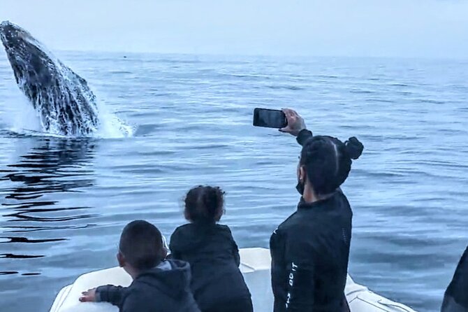 Private Dolphin and Whale Watching Tour in Newport Beach - Recommendations and Feedback