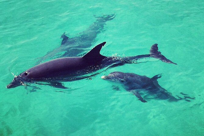 Private Dolphin Playground Safari - Preparing for Your Adventure