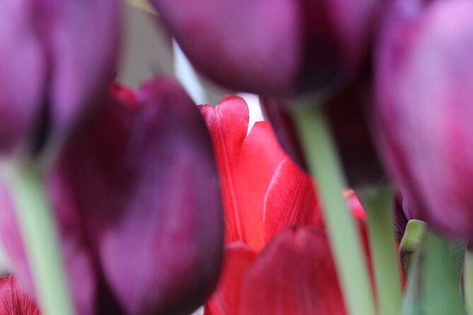 Private Flowerfield Tour in a Smooth Electric Car From Leiden - The Sum Up