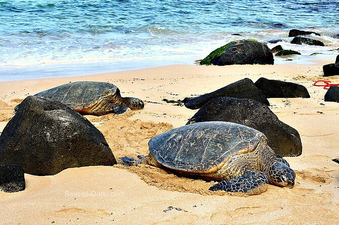 Private Full Day Town and Country Tour of Oahu - Things To Known