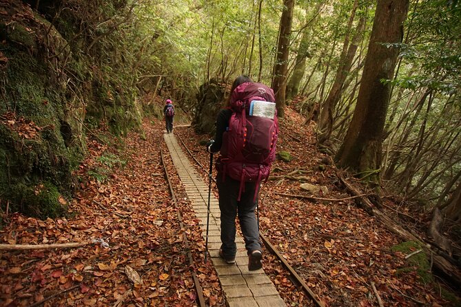 [Private Guide & Plan With Bento] Lets Walk in the Forest of Thousands of Years of Age! Jomon Cedar Day Trip Trekking [Special Lunch With Yakushima Ingredients! ] - Additional Information