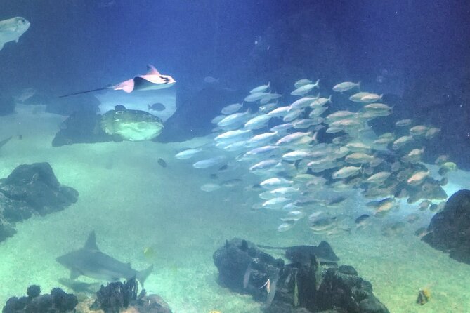 Private Half Day in Lisbon With Boat Trip & Oceanarium - Explore Lisbons Highlights