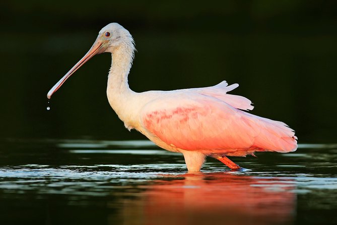 Private Historical Wildlife and Dolphin Cruise South Padre Island - Immersive Wildlife Encounters