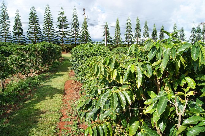 Private Luxury Tour of Kauai: South & West Shores - Customizing Your Itinerary