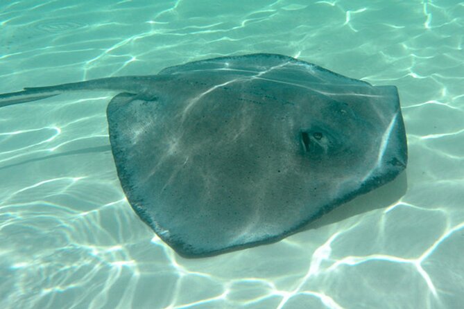 Private Morning Tiki Boat Eco Cruise in Key West - Why Choose a Private Tiki Boat Tour