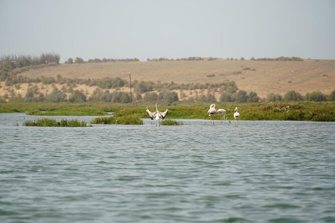 Private Surfing and Kayaking Experience in Oualidia - What to Expect