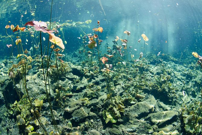Private Tour Cenote Taak Bi Ha and Nicte Ha From Tulum Hotels - Booking Information
