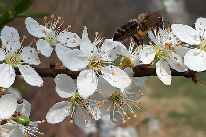 Private Tour in Kamnik - Mammoth - Farmhouse and Organic Farm - Experiencing the Organic Farm