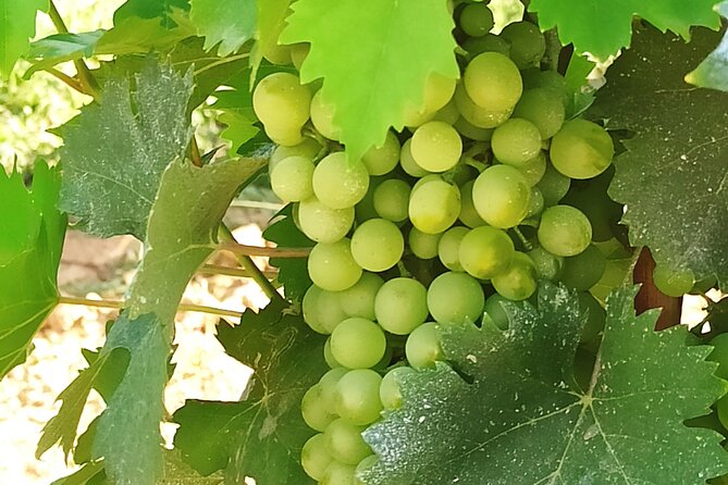 PRIVATE TOUR: Visit Siena and Chianti With Lunch & Wine Tasting Experience - Tour Details and Booking