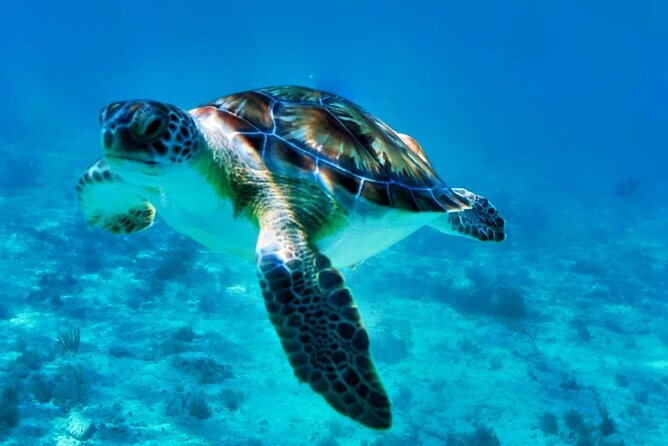 Private Tulum Mayan Ruins & Swimming With Turtles Experience - Customer Reviews and Feedback