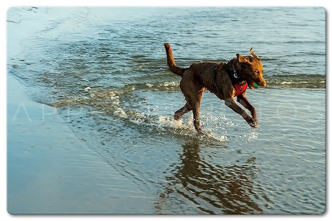 Private Venice Photographic Beach Walking Tour - Pricing and Payment Options