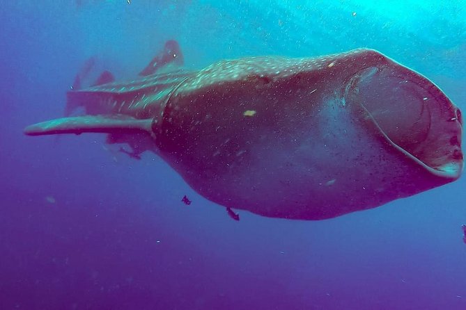 Private Whale Shark Ecofriendly Tour From Riviera Maya - Booking and Cancellation Policy