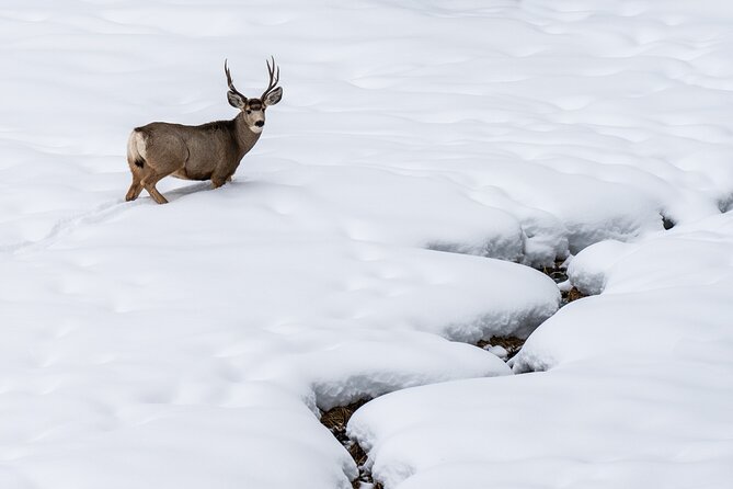 Private Wildlife Photography Tour Review - Participant Experiences