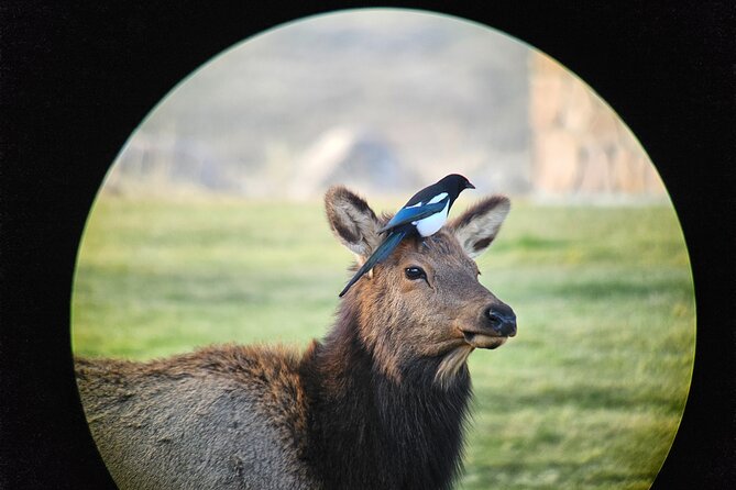 Private Winter Wildlife Tour and Wolves Review - Overall Experience