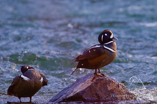 Private Yellowstone Journey From Gardiner, MT - Diverse Ecosystem Insights