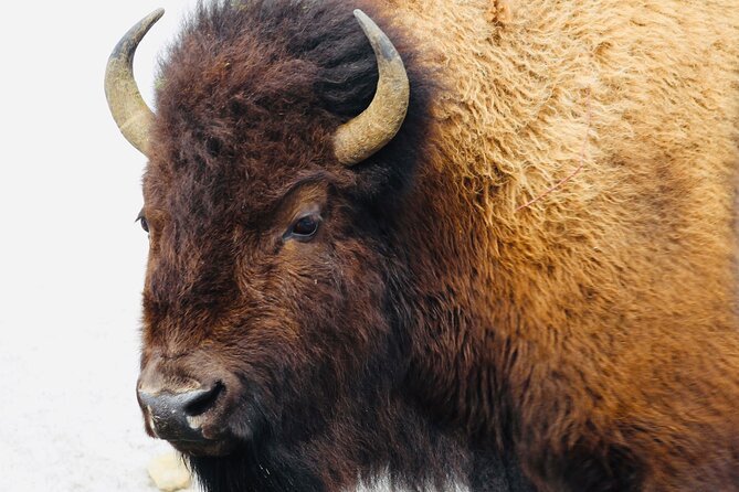 Private Yellowstone Lower Loop Tour - Memorable Experiences