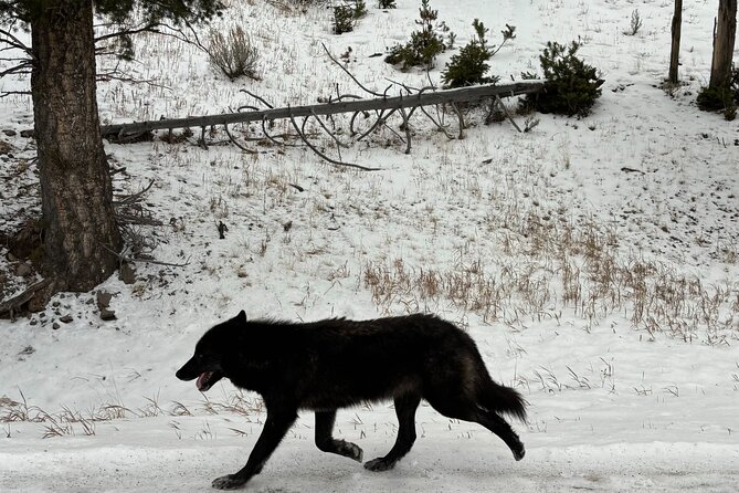 Private Yellowstone Park Van Tours From Bozeman - Frequently Asked Questions