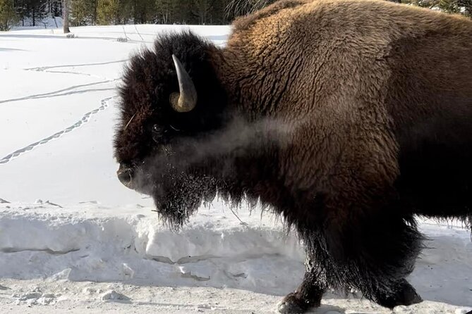 Private Yellowstone Winter Wildlife Safari Guided Tour - Tips for Your Safari
