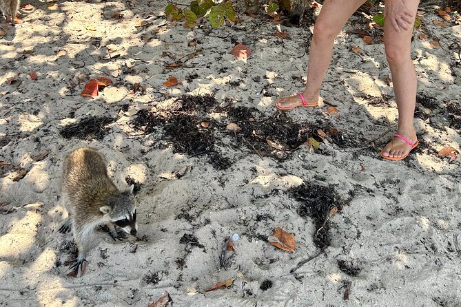 Raccoon Island Boat Tour - Indian Creek, Sanbar and Raccoons - Frequently Asked Questions