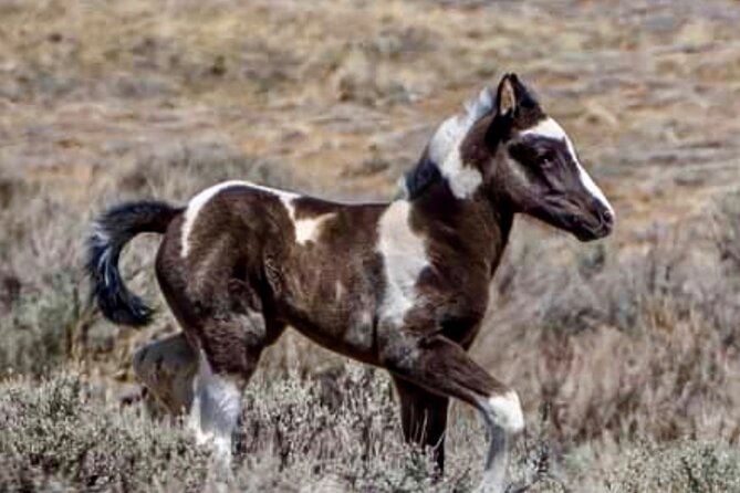 Red Canyon Small Group Wild Mustang Van Tours in Cody Wyoming - Frequently Asked Questions